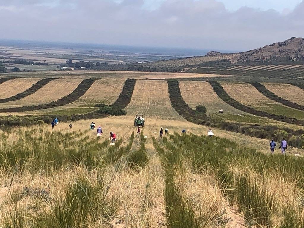 Ingredient Spotlight: The Story of Rooibos