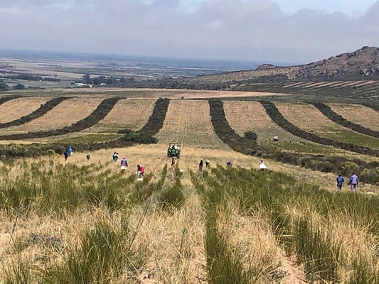 Ingredient Spotlight: The Story of Rooibos