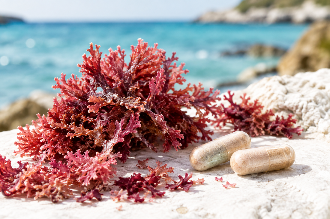 Nature’s Mineral-Rich Marine Algae