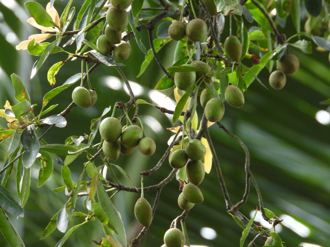 Photo by Hemachandra Basnayaka: https://www.pexels.com/photo/green-fruits-on-tamanu-tree-17835054/