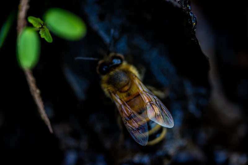 Honey